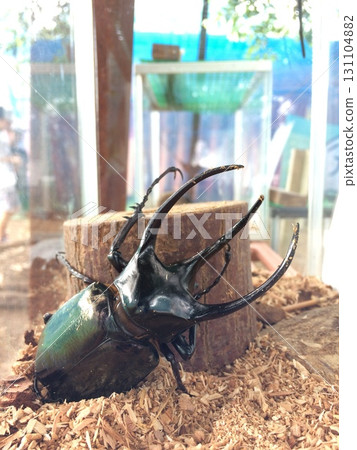 The regal Caucasus stag beetle 131104882