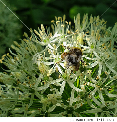 Bumblebee on blooming Allium with spherical cluster of white star-shaped flowers, close-up of pollination process in summer garden light, botanical macro detail. Bumblebee on blooming Allium with spherical cluster of white star-shaped flowers, close-up of pollination process in summer garden light, botanical macro detail. 131104884