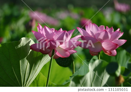 Holy flower 131105031