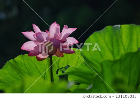 聖花 聖花 131105035