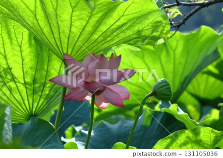 聖花 聖花 131105036
