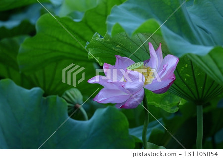 聖花 131105054