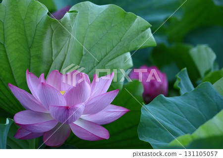 Holy flower Holy flower 131105057