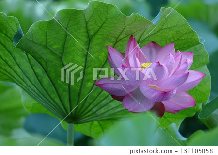 聖花 131105058
