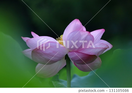 聖花 聖花 131105086