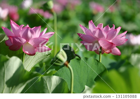 Holy flower 131105088