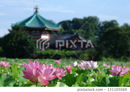 Holy flower Holy flower 131105089