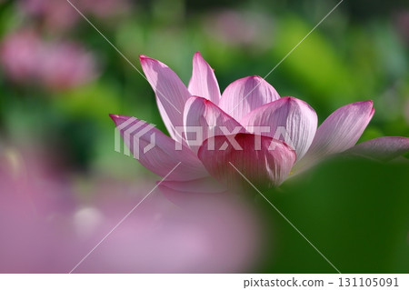 Holy flower Holy flower 131105091