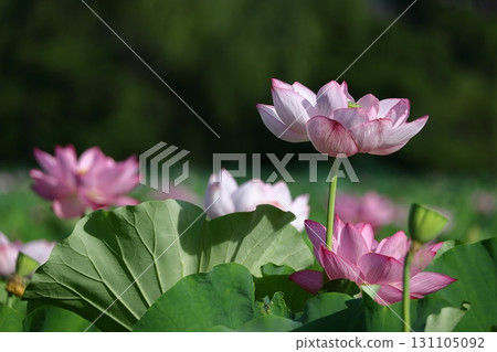 聖花 聖花 131105092