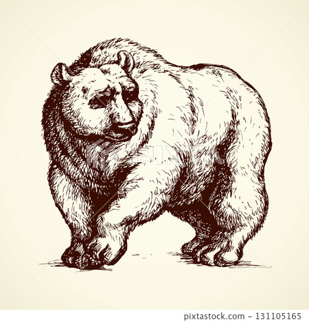 Bear. Vector drawing Bear. Vector drawing 131105165