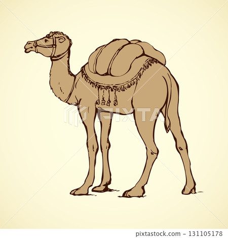 Camel . Vector drawing 131105178
