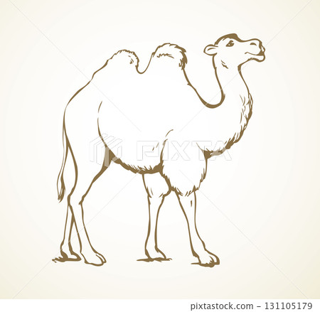 Camel. Vector sketch 131105179
