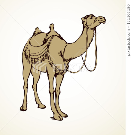 Camel. Vector sketch 131105180