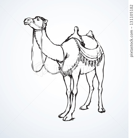 Camel. Vector sketch Camel. Vector sketch 131105182