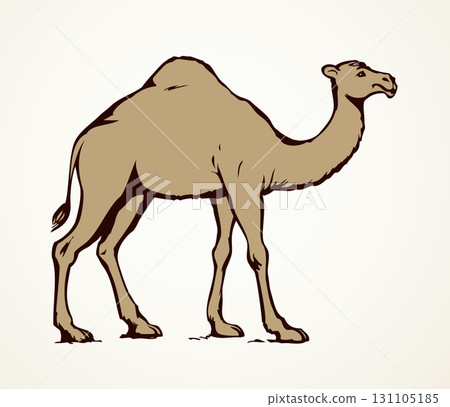 Camel. Vector sketch Camel. Vector sketch 131105185