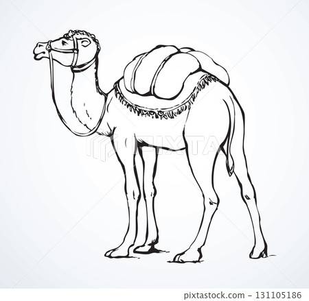 Camel. Vector sketch 131105186