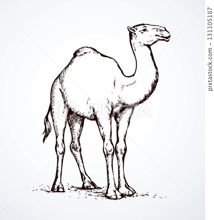 Camel. Vector sketch Camel. Vector sketch 131105187