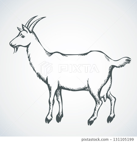Goat. Vector drawing 131105199