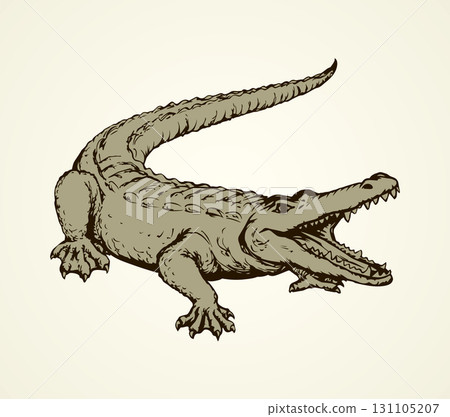 Crocodile. Vector drawing 131105207
