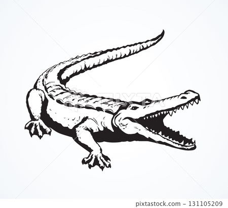 Crocodile. Vector drawing 131105209
