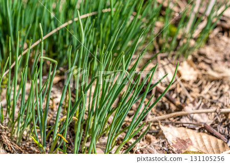 春芽－新綠的季節 131105256