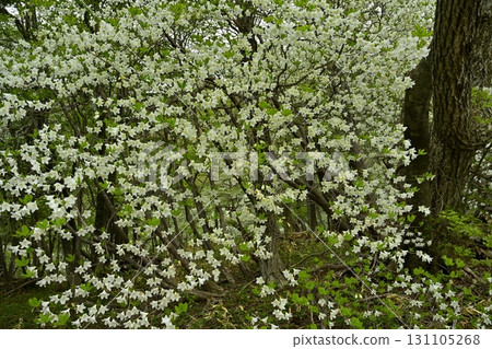 那須山脈的白八潮杜鵑花盛開的森林 131105268