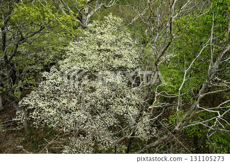 A forest of blooming Shiroyashio azaleas in the Nasu mountain range 131105273