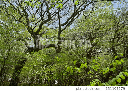 那須山脈的白八潮杜鵑花盛開的森林 那須山脈的白八潮杜鵑花盛開的森林 131105279