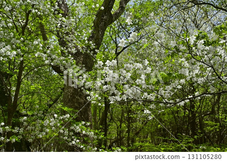 那須山脈的白八潮杜鵑花盛開的森林 131105280