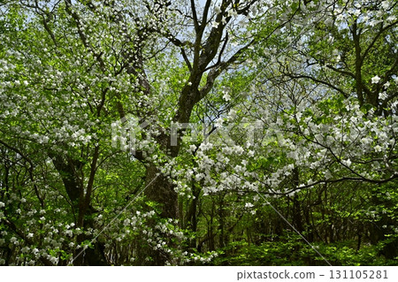 那須山脈的白八潮杜鵑花盛開的森林 那須山脈的白八潮杜鵑花盛開的森林 131105281