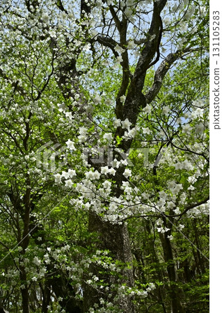 那須山脈的白八潮杜鵑花盛開的森林 131105283