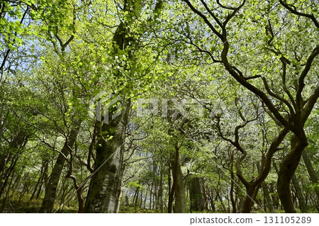 那須山脈的白八潮杜鵑花盛開的森林 那須山脈的白八潮杜鵑花盛開的森林 131105289