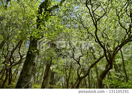 A forest of blooming Shiroyashio azaleas in the Nasu mountain range 131105291