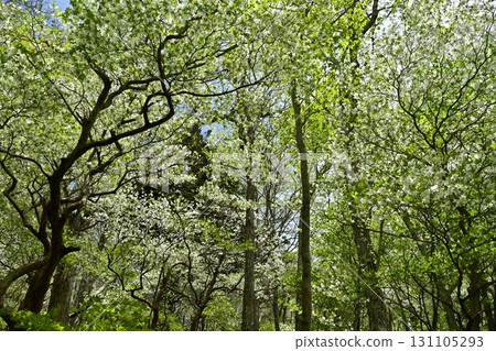 A forest of blooming Shiroyashio azaleas in the Nasu mountain range 131105293