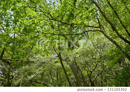 那須山脈的白八潮杜鵑花盛開的森林 131105302