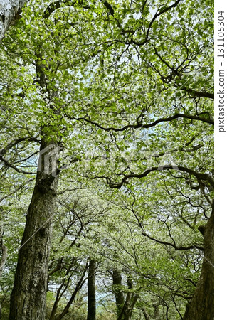 那須山脈的白八潮杜鵑花盛開的森林 131105304