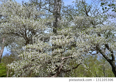 那須山脈的白八潮杜鵑花盛開的森林 131105306