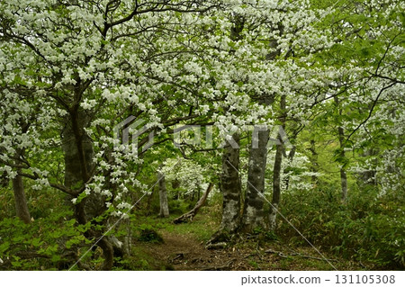 前往那須山脈中野大倉山脊的登山道和白潮杜鵑花盛開的森林 131105308