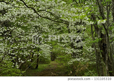 前往那須山脈中野大倉山脊的登山道和白潮杜鵑花盛開的森林 前往那須山脈中野大倉山脊的登山道和白潮杜鵑花盛開的森林 131105310