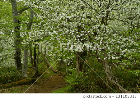 The hiking trail to Nakano-Okura Ridge in the Nasu Mountain Range and the forest where Shiroyashio Azalea blooms 131105313
