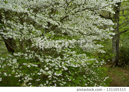 前往那須山脈中野大倉山脊的登山道和白潮杜鵑花盛開的森林 131105315