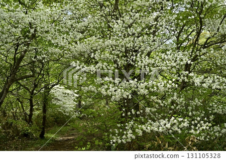 前往那須山脈中野大倉山脊的登山道和白潮杜鵑花盛開的森林 131105328