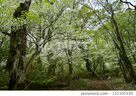 前往那須山脈中野大倉山脊的登山道和白潮杜鵑花盛開的森林 前往那須山脈中野大倉山脊的登山道和白潮杜鵑花盛開的森林 131105330