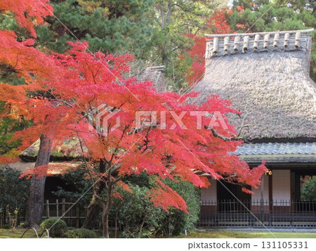 吉慶園的秋葉 131105331