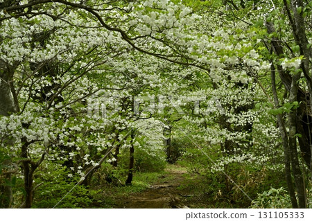 前往那須山脈中野大倉山脊的登山道和白潮杜鵑花盛開的森林 131105333