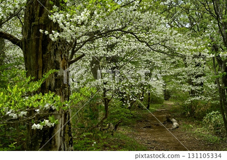 The hiking trail to Nakano-Okura Ridge in the Nasu Mountain Range and the forest where Shiroyashio Azalea blooms 131105334