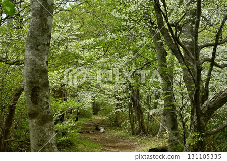 前往那須山脈中野大倉山脊的登山道和白潮杜鵑花盛開的森林 131105335