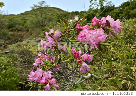 Azuma rhododendrons blooming on the Nakano-Okura Ridge of the Nasu Mountain Range 131105338