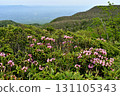 Azuma rhododendrons blooming on the Nakano-Okura Ridge of the Nasu Mountain Range 131105343