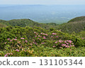 Azuma rhododendrons blooming on the Nakano-Okura Ridge of the Nasu Mountain Range 131105344